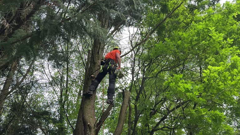 How Our Tree Care Process Works  in Shell Kno, MO